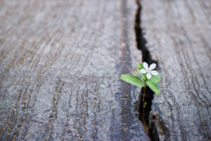 hope, flower, grief